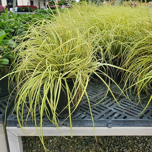 Carex oshimensis Evergold Japanese Sedge | SiteOne US